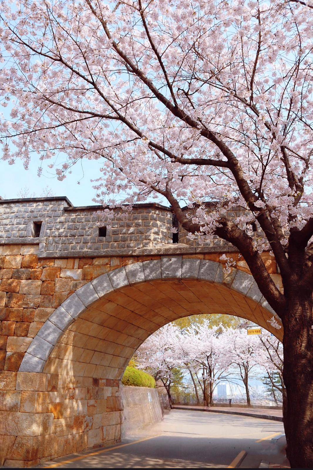 (團號:SU-01)水原古華城賞櫻+水原星空圖書館+樂天湖水櫻花祭一天團