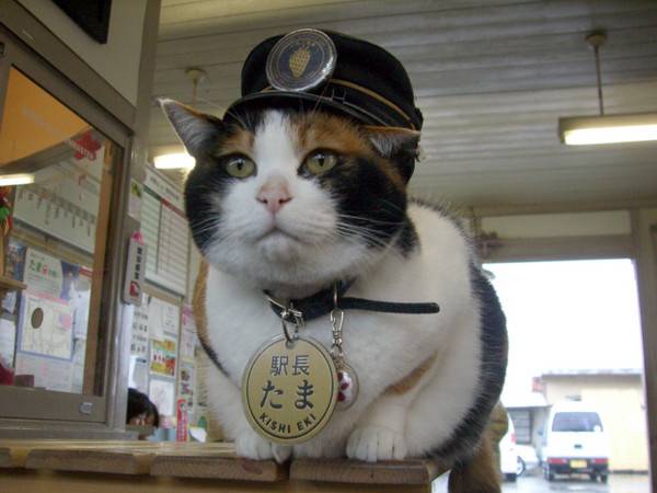 大阪高野山賞櫻一天團(黒潮市場，紀三井寺，貓貓站長車站) KOW-01H