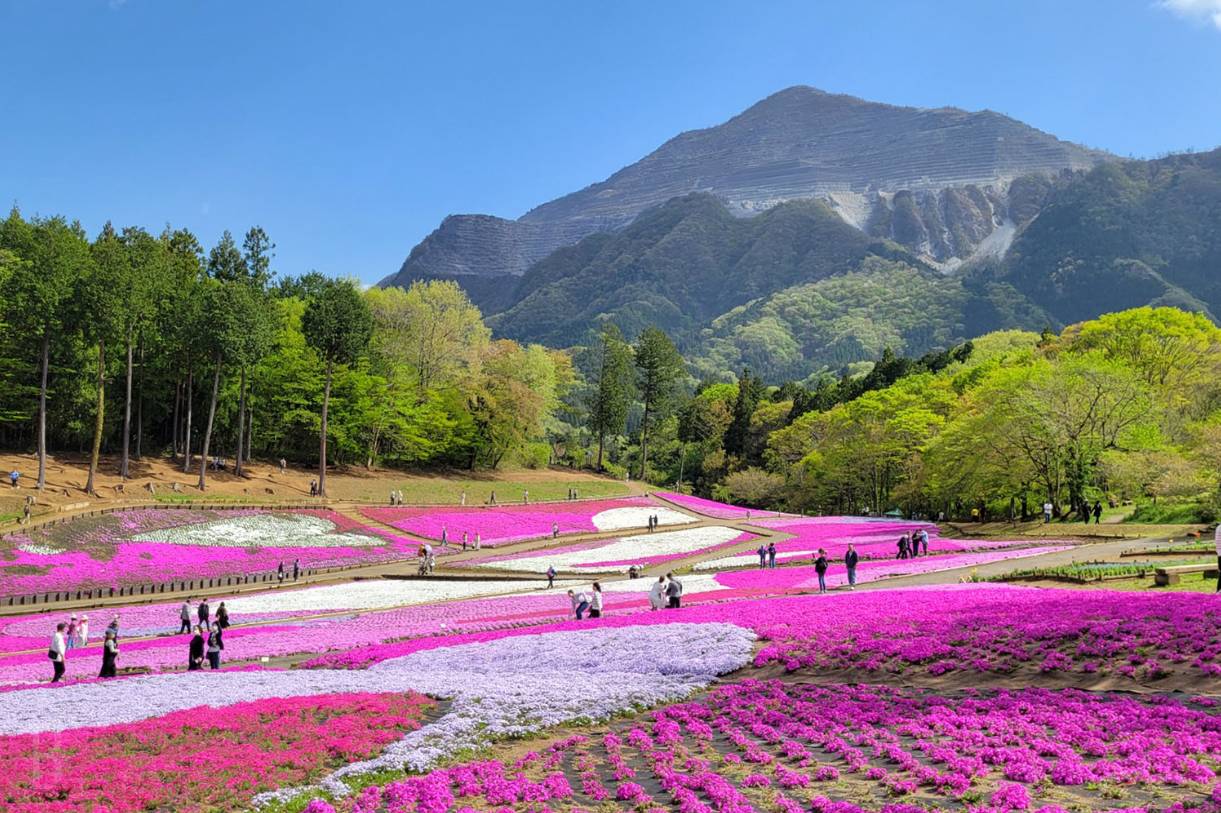 東京芝櫻羊山公園一天團 (花園OUTLET, 草莓果園體驗) KTH-01H