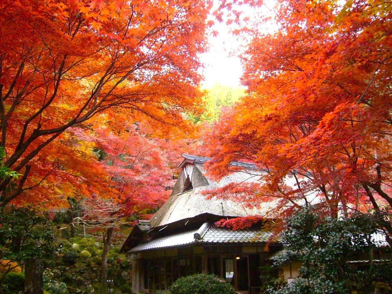 大阪出發◆紅葉賞楓名所秘境◆琵琶湖一天遊【牧野町杉木道 ▎長濱市雞足寺 ▎近江八幡市 教林坊  】(KOB-01A)