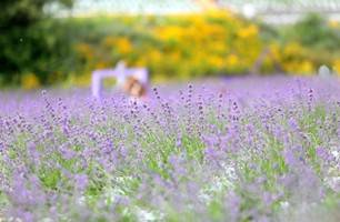 (團號: GY-01) <一人成團>  6000坪紫色花海 & 韓劇拍攝地 & 必訪「韓屋咖啡廳」 一天團