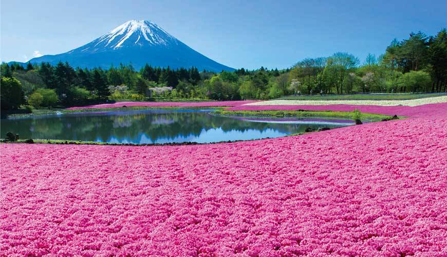 日本之最-富士山本栖湖50萬芝櫻祭一天團【淺間神社◎本栖湖芝櫻花◎忍野八海◎日川時計店】KTF-01H1★東京出發