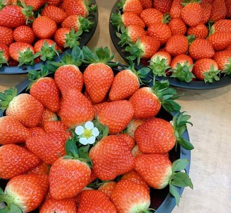 (團號 : JH-01) 草莓農場＋鎮海慶和火車站+余佐川櫻花道 之旅 1天團