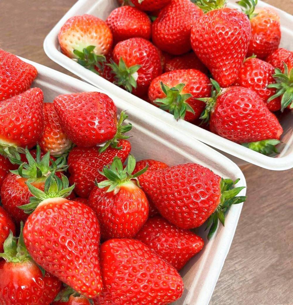 (團號 : JH-01) 草莓農場＋鎮海慶和火車站+余佐川櫻花道 之旅 1天團