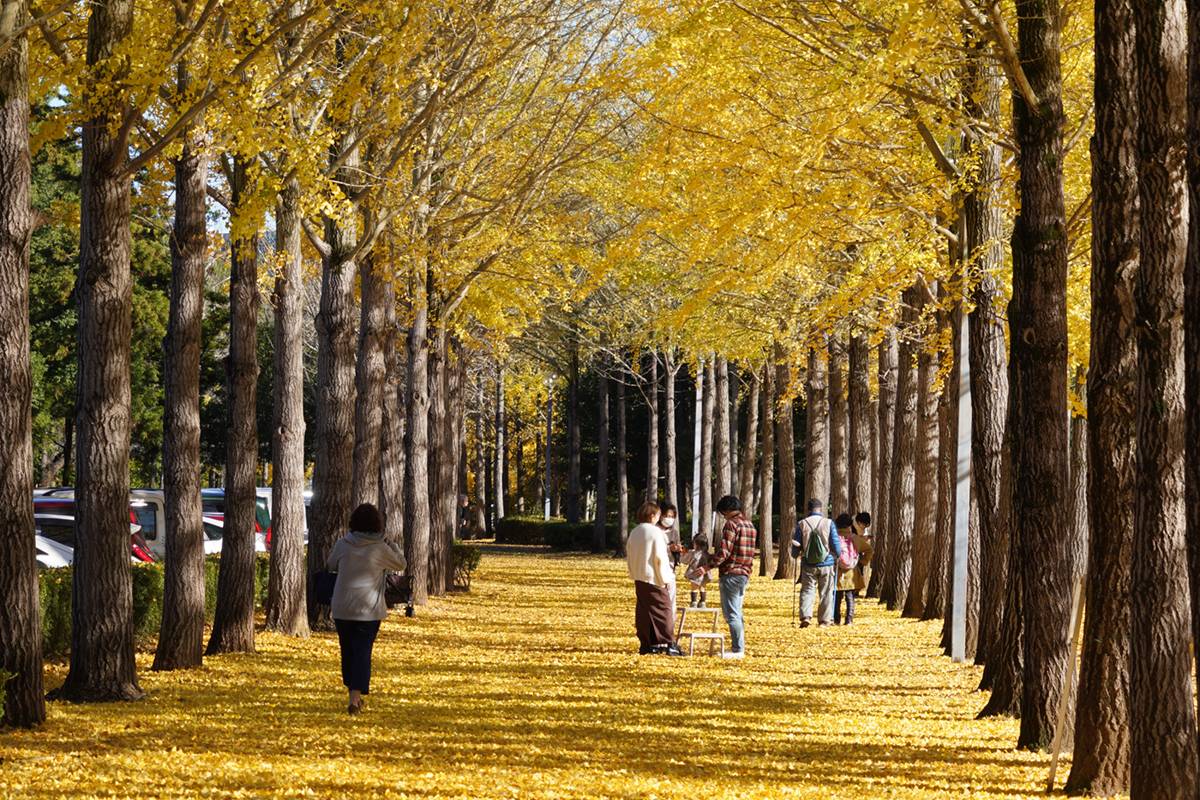 秋日東京大洗紅葉之旅、日立車站、銀杏並木、那珂湊魚市場、花貫渓谷、神龍吊橋、牛久大佛,秋色美景 2天團KTK-02A