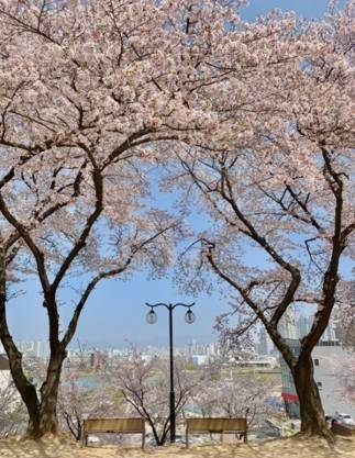 (團號 : ZD-02) <<保證出團>> 走進韓國春日秘境的兩日奇幻之旅