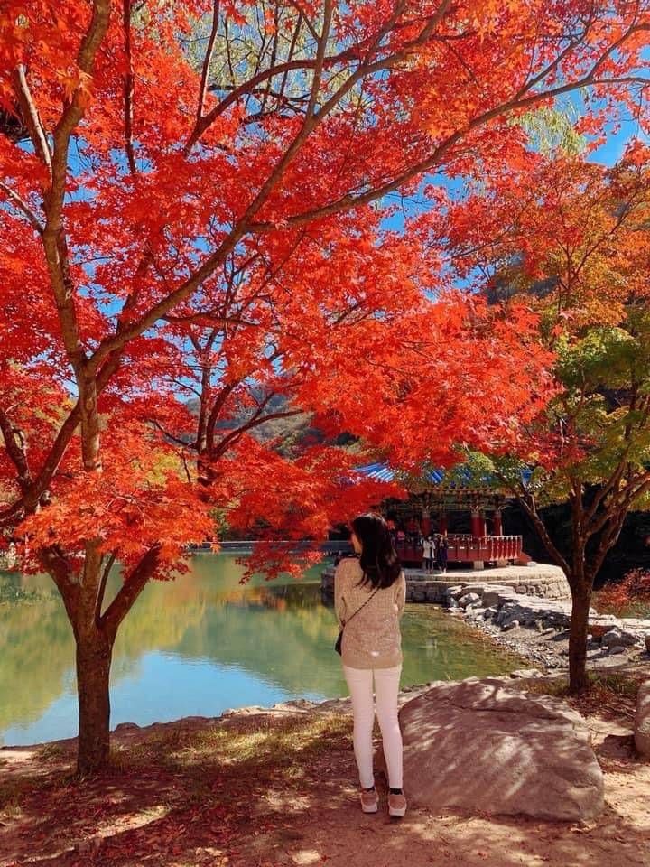 (團號:NJ-01) (10 &11月份限定) 2025全新內藏山內藏寺紅葉慶典一天團