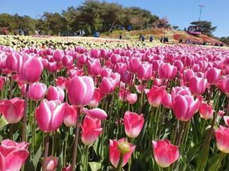 (团号: NG-02) 内藏山,水杉树林路,枫叶公园, 赏枫叶二天团