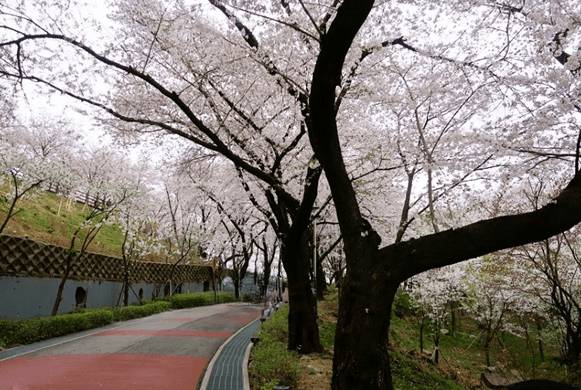 (團號 : DS-01) <一人成團> 草莓農場＋富平地下街•杜鵑花&櫻花之旅 1天團