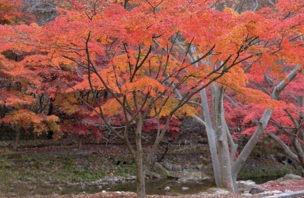 (團號: NG-02) 內藏山,水杉樹林路,楓葉公園, 賞楓葉二天團