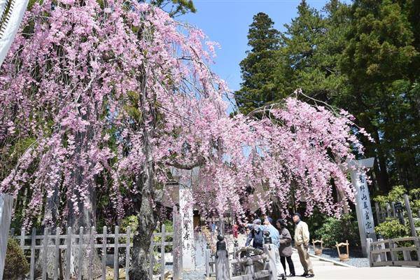 大阪高野山賞櫻一天團(黒潮市場，紀三井寺，貓貓站長車站) KOW-01H
