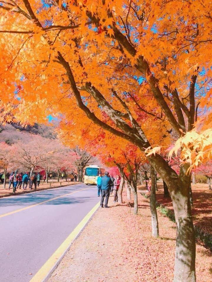 (團號:NJ-01) (10 &11月份限定) 2025全新內藏山內藏寺紅葉慶典一天團